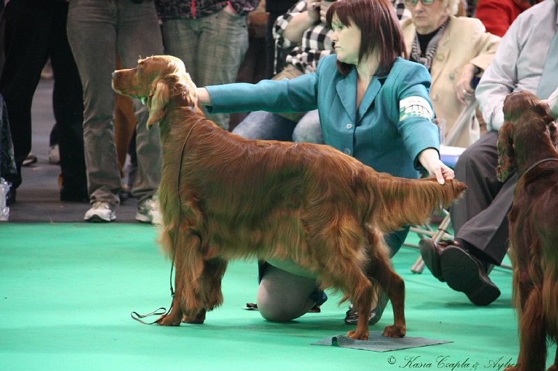 Crufts2011 667.jpg